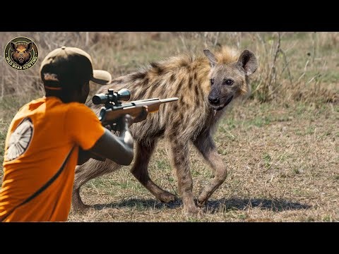 How Hunters Track Hyenas in the Ethiopian Highlands | Wild Boar Hunting