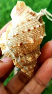 Easy Bottle with shells