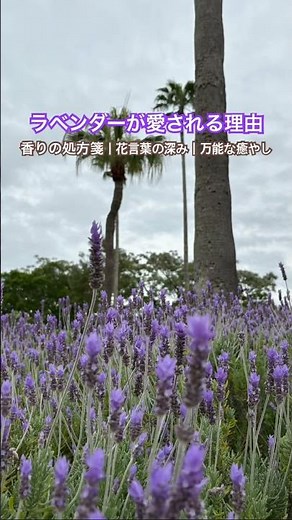 【ラベンダー】ラベンダーが愛される理由は、香りの処方箋：脳に「休んでいいよ」と直接語りかけるような、圧倒的なリラックス効果。(5/10)