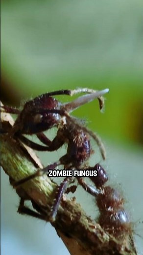 The Scariest Thing That Can Happen to an Ant