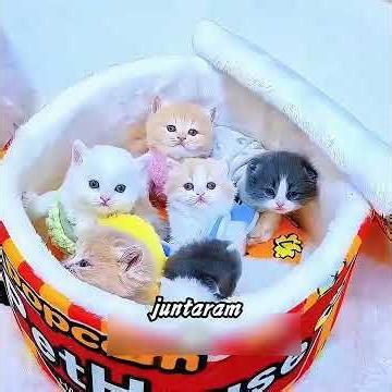 Você já ficou num hotel de gatos como este? #historiass #gatos #cat #shorts