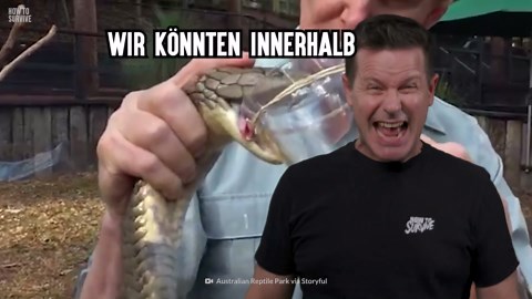 Ein Biss kann 100 Menschen töten - und diese Schlange ist Nummer 1