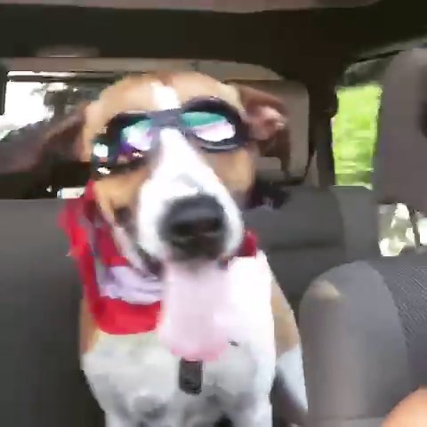 Dog Rocks Goggles in the Car Like a True Cool Kid