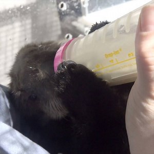 90K views · 4.9K reactions | Lincoln has officially graduated from the bottle. It’s all big boy food from now on! | Oregon Zoo | Facebook