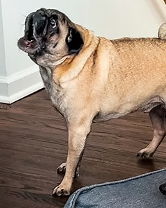 7K views · 213 reactions | Pug screams like a human  #pug #funnydog #cuddlebuddies | Cuddle Buddies | Facebook