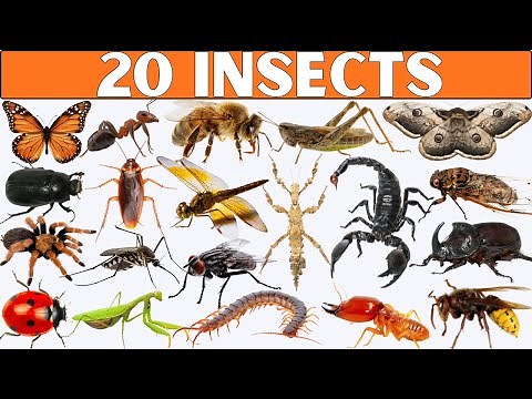 Insects for Kids | Top 20 Most Interesting Insects for Fun Learning!