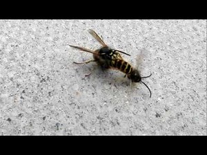 Queen Wasp Mating