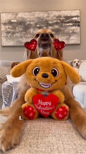 AGuyandAGolden on Instagram: "Grab your Teddy Valentines Day Toy NOW! Link in bio or AGuyandAGolden.com"