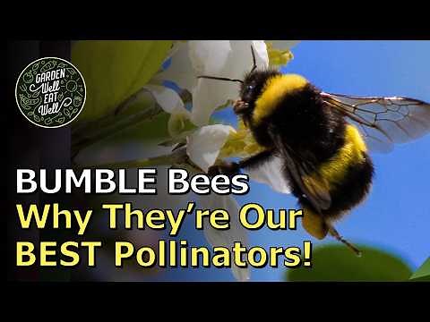 Why BUMBLE Bees Are Truly Our BEST Pollinators! But They Need Our Help