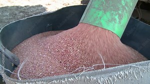 Corn Falling from Combine Auger into Grain Cart. Harvest Time