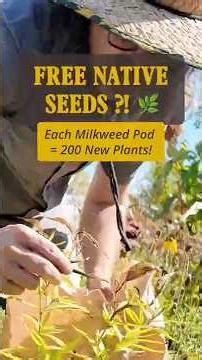 The World Needs More Milkweed — Seed Harvest 🌱🦋