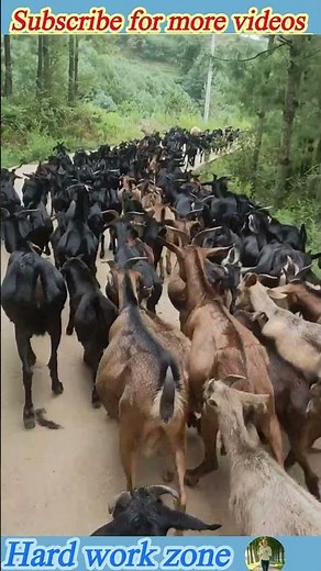 The process of herding goats