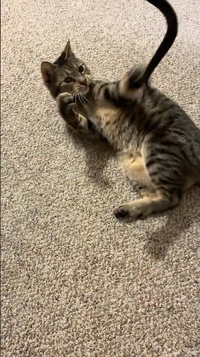 Kitty cat VS snake! (Toy)