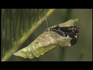 A Swallowtail Is Born