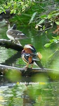 Mandarin Duck: The Most Colorful and Stunning Bird | Mandarin Duck Facts and Features