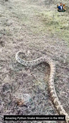 Amazing Python Snake Movement in the Wild #snake #wildliferescue #wildlifeentertainment #wildlife