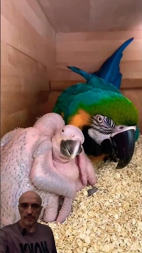 FILHOTES "FOFINHOS" DE ARARA-CANINDÉ! Pergunte ao biólogo Guilherme Domenichelli #animals #biologia