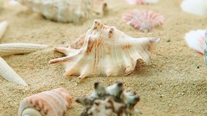 Sea Shells On Sand Stock Footage Video (100% Royalty-free) 5110253 | Shutterstock