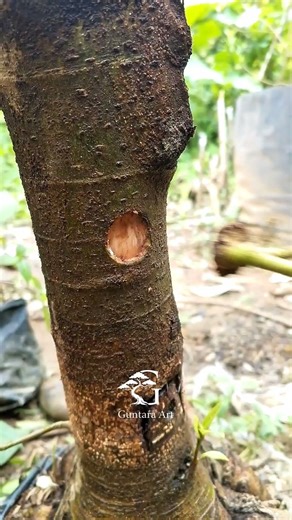 Plant grafting techniques🌳 #bonsai #airlayering #grafting #satisfying #propagation
