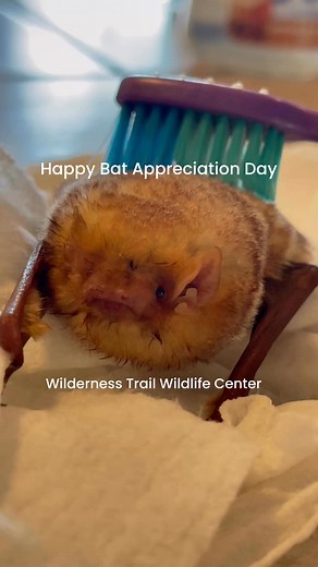 Appreciation to my bats today and every day on this Bat Appreciation Day! #bat | Wilderness Trail Wildlife Center Furwin