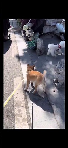 Cún con , mèo con dễ thương