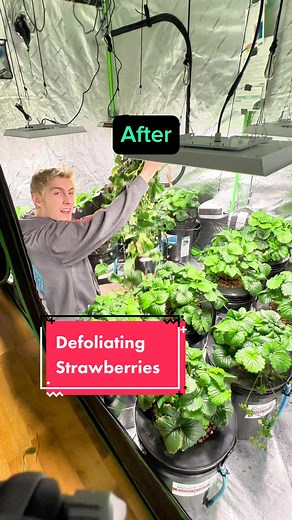 Defoliating the indoor hydroponic strawberries to get bigger berries sense we get sooo many leaves it waste the plants energy if they don’t get good light. So we remove old or covered leaves, or that won’t grow right or didn’t and will repeat if needed in a couple weeks as we monitor the berries sizes. My outdoor ones definitely do not need to be defoliated :p they don’t grow as fast out in that desert heat and drought. Have a great day #strawberries #hydroponics