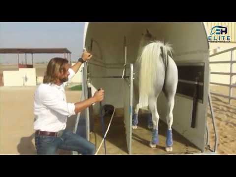 Trailer Loading - How to Fix Anything with Horses presented by Elite Horsemanship