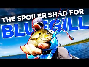 Is this LURE Better than a Beetle Spin for Bluegill?