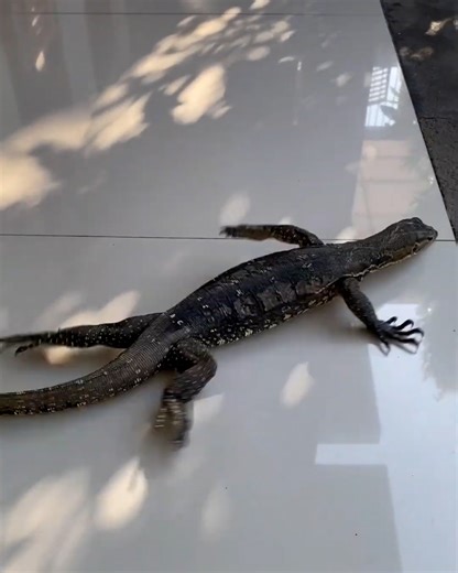 696K views · 5.9K reactions | When lizard gets introduced to smooth floor | LADbible Australia | Facebook