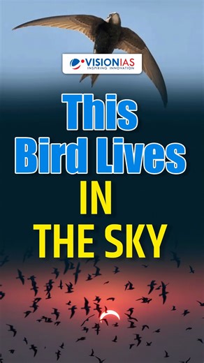 Vision IAS on Instagram: "The Bird That Never Lands: Study Finds Swifts Fly for 10 Months Straight Scientists have discovered that the common swift, a migratory bird found across Europe, can remain airborne for up to 10 months without landing. Using tracking devices, researchers revealed that swifts eat, mate, sleep and even collect nesting material entirely in mid-air, making them one of the most extreme flyers in the animal kingdom. The study highlights remarkable biological adaptation but als
