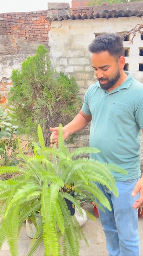Nephrolepis exaltata, known as the sword fern or Boston fern, is a species of fern in the family Nephrolepidaceae. It is native to the Americas. This evergreen plant can reach as high as 40–90 centimetres, and in extreme cases up to 1.5meters #bostonfern #houseplants #indoorplants #plants #plantlover #philodendron #plantlife #monstera #succulents #pothos #ficuslyrata #fern #calathea #alocasia #livingwithplants #succulentas #pilea #monsteradeliciosa #marblequeenpothos #ficuselastica #caladium #ma