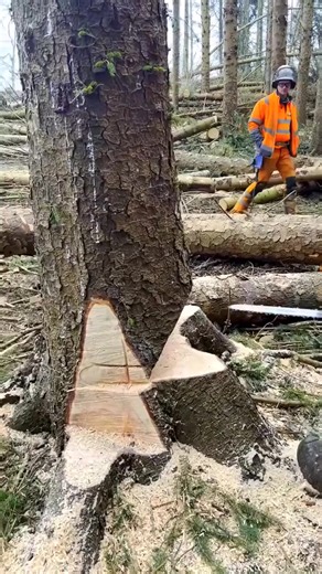 Awesome Tree Felling Technique #treeclimber #treeservice #treework #treelife #timberfaller #unitedstates #Foryou | Alextreeclimber25