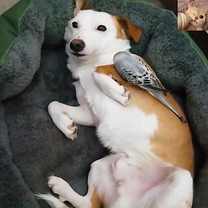 221K views · 7.2K reactions | A compilation of cute and funny parrot moments #cutedog #funnydogs #cutedoggy #viral #petlovers #videopets #kindness #smartdog #pig | Cats US | Facebook