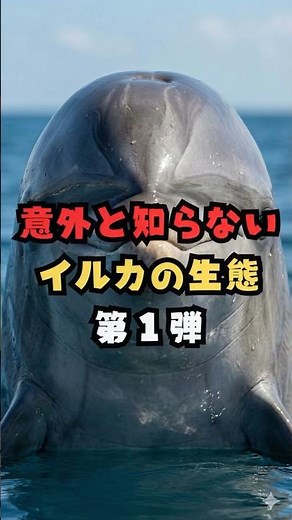 意外と知らないイルカの生態 第1弾