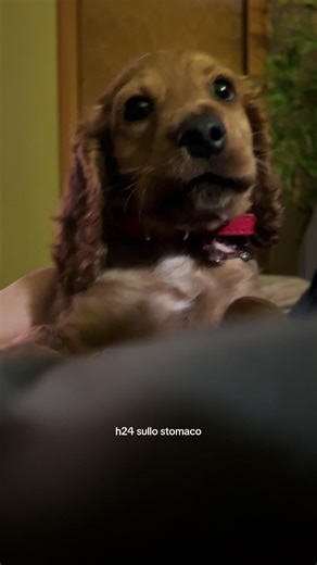 Meet Coco: The Lovable Cocker Spaniel