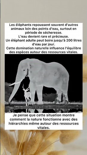 Les géants de l’eau #éléphant #nature
