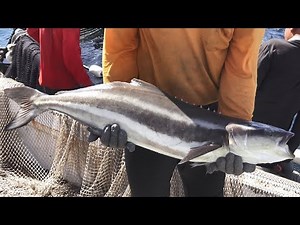 Ocean Farming | Cobia Catch , Cutting for Sashimi - Taiwan Food