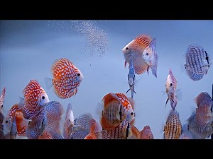 This is our Discus' Favorite Granules food