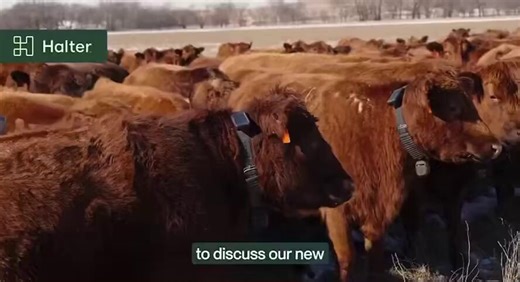 This is WILD. Peter Thiel just bet $2 billion on a collar that wraps around a cow’s neck.The company is called Halter and it has a proprietary algorithm that runs the entire operation. They actually trademarked the name for it and called it the Cowgorithm and here's how it works. A farmer opens an app, taps a button, and 600,000 cows across three countries start walking toward the milking station on their own.No farm dogs, fences or physical labor, it's just a solar-powered GPS collar sending so
