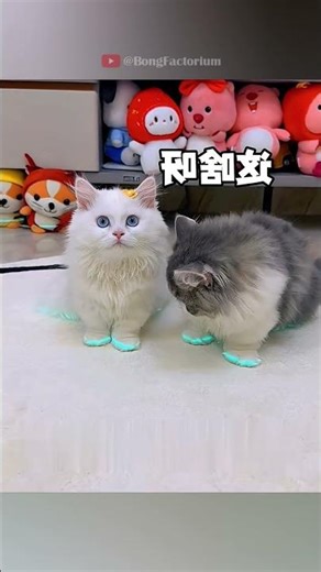 The perfect lights for curious cats #animals #Funny #funnyanimals #love #cute #pets #cat