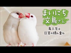 いろいろあって毎日にぎやかな鳥の日常【文鳥７羽】1 Hours of cute birds【Bird Life】Chirping・Singing【Relax】