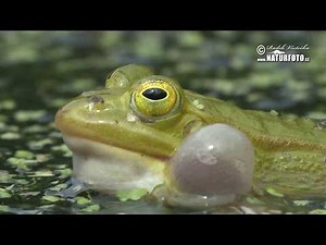 Skokan krátkonohý - (Pelophylax lessonae) - Pool Frog - Kleiner Wasserfrosch
