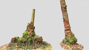 Swamp Tree Collection Scan - Buy Royalty Free 3D model by Pers Scans (@perz_scans)