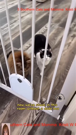 15K views · 404 reactions | Tigger is furious with Hazel R #3southern #kristicates | 3 Southern Cats And Momma | Facebook