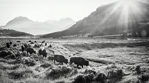 702 reactions · 230 shares | The spirit of the west is alive and well here. With Yellowstone in our backyard, a world-class western museum complex and recreation that can get any heart pounding, Cody Yellowstone is home to the Great American Adventure. | Cody Yellowstone | Facebook