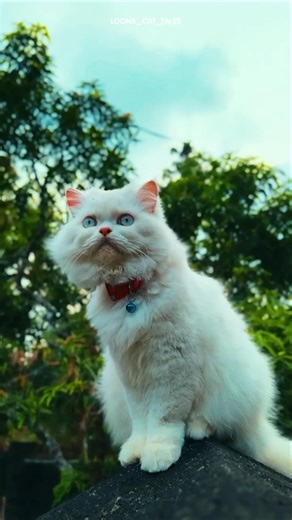Loona Grooming Day 🐱| Cute Cat Grooming Video #catlifestyle #petgrooming #catgrooming