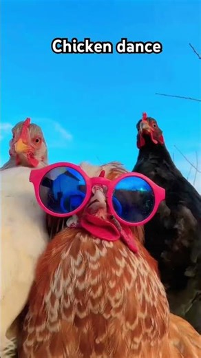 Chicken dance #chicken #chickens #chickenpets