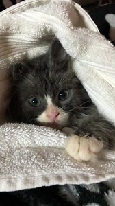 576K views · 10K reactions | It’s “Gotcha Day”! Pepino’s first livestream will be tonight at 7PM Eastern (4PM Pacific). Hope you can join us! | Pepino the CH Kitten | Facebook