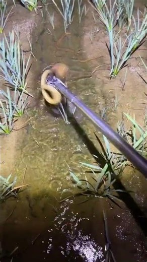 ngobor belut di malam hari gaes