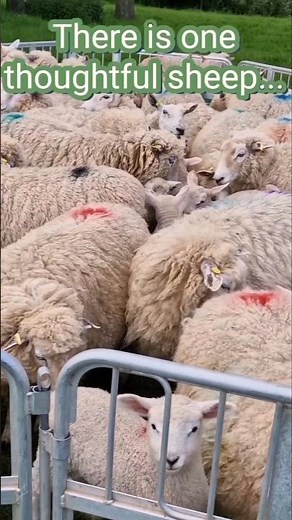 SHEEP🐑❤️... WOOLLY CHAOS 😅🥰 #Shorts #sheeplove #sheep #adorableanimals